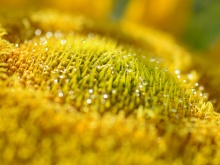 21_Girasol-al-alba-Juan-Muñoz