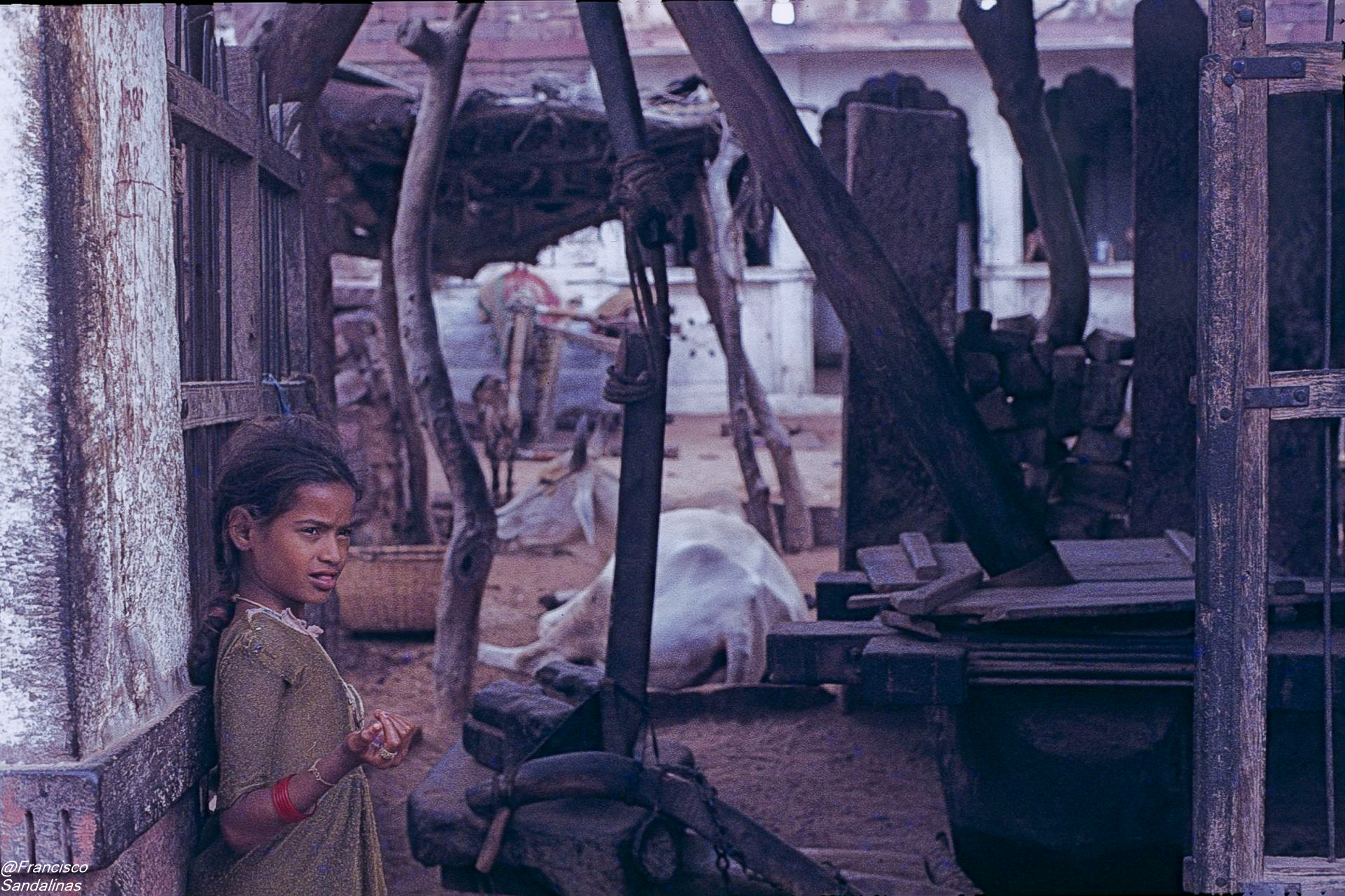 1.6-1984-Rajastan-30-niña-y-vaca-0001