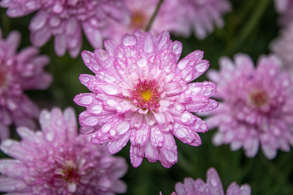 La-vie-en-rose