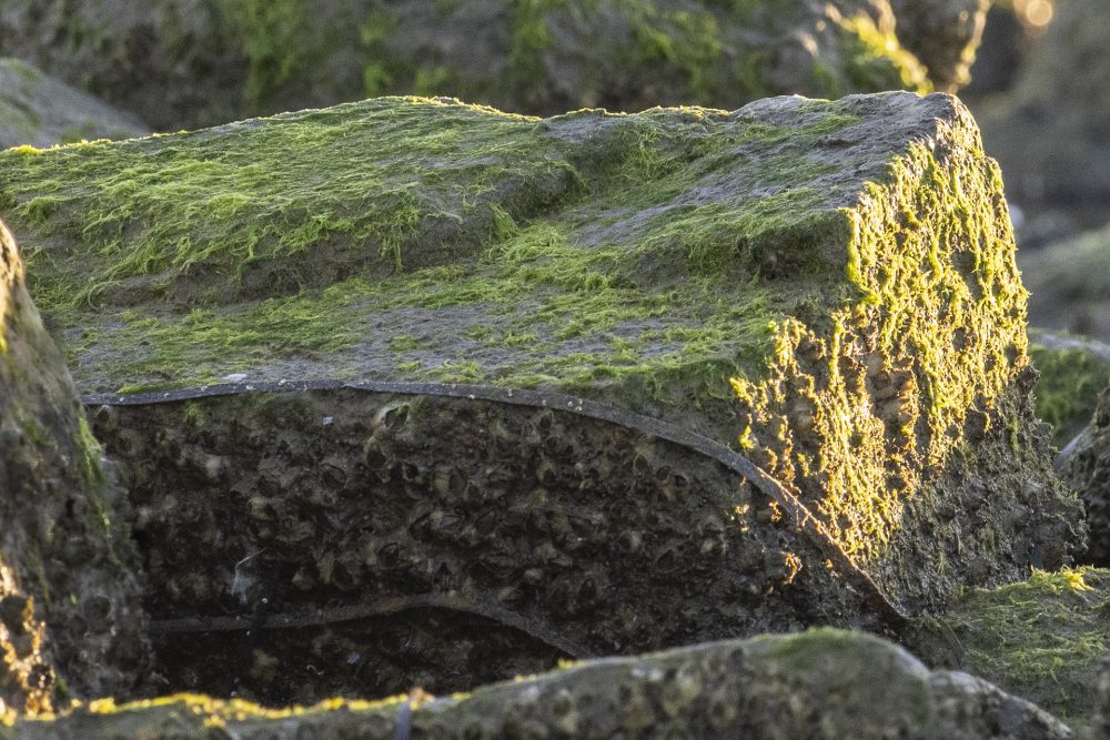 Contrast-de-textures