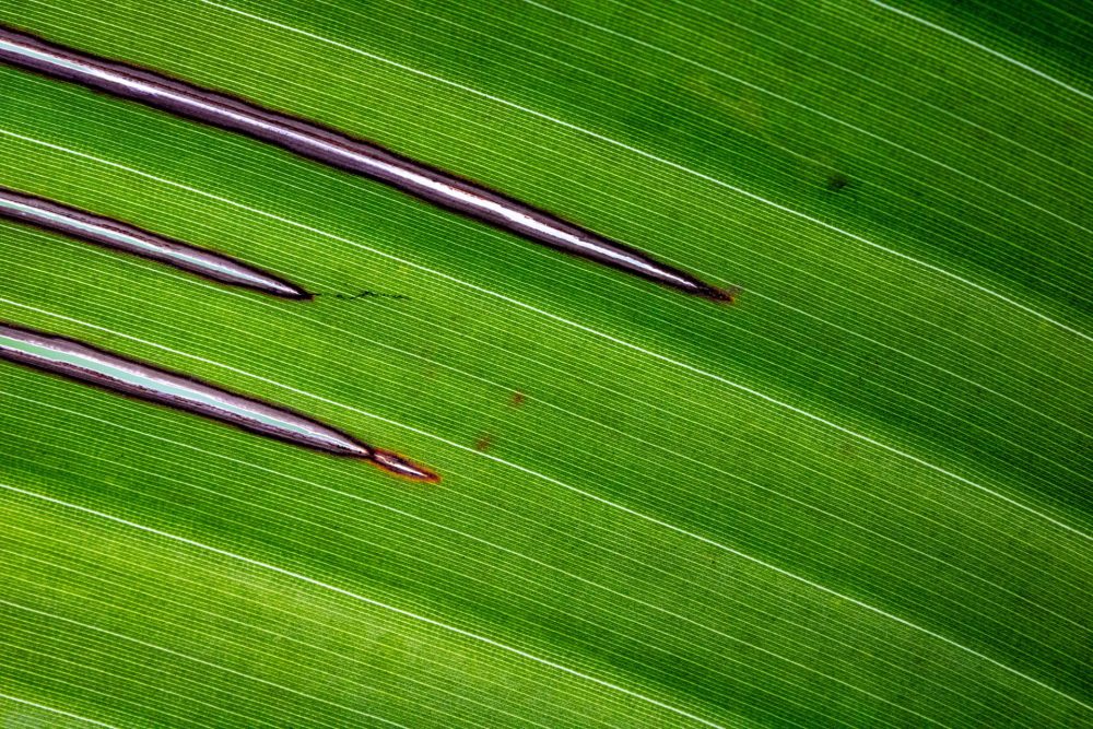 la-textura-de-les-fulles